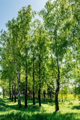 Fototapeta na wymiar The Birch alley with green grass, sunny spring day, nature background
