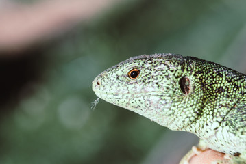 Green lizard macro, close up.