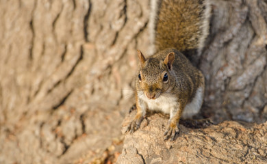 Brown squirrel