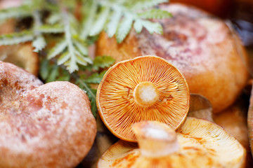 Fresh ginger edible mushrooms ready for cooking. Closeup, selective focus