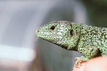 Green lizard macro, close up.