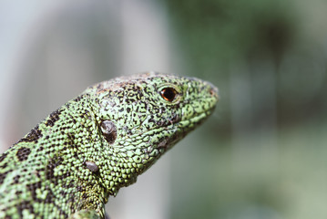 Green lizard macro, close up.