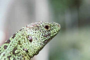 Green lizard macro, close up.
