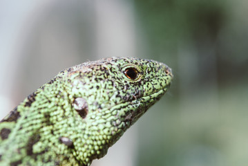 Green lizard macro, close up.