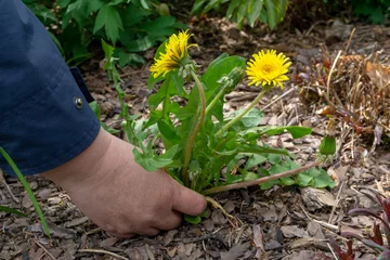 Fotobehang Female Hands Pull Out Weeds From Ground Garden. Weeding Weeds. Struggle Weeds Close Up. © gabort