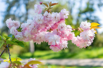 Lush blooming pink sakura blossoms.