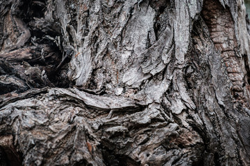 Rustic vintage Old Wood Tree bark Texture Background.