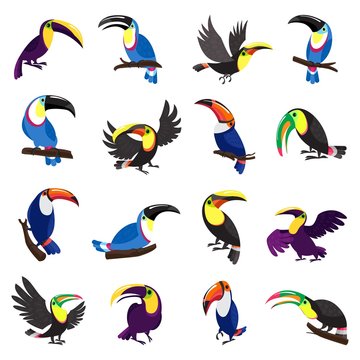Toucan icons set. Cartoon set of toucan vector icons for web design