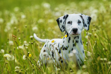 Dalmatian puppy in a dandelion meadow - 269277521