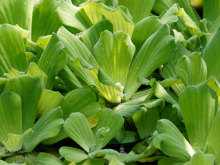 Obraz premium Pistia stratiotes - Laitue d’eau ou chou aquatique