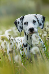 Dalmatian puppy in a dandelion meadow
