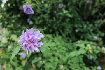 purple flowers in the garden