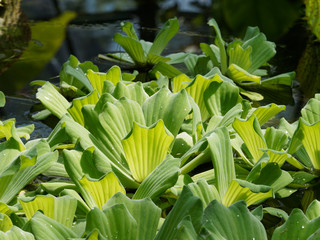 Obraz premium Pistia stratiotes - Laitue d’eau ou chou aquatique
