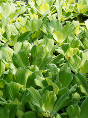 Pistia stratiotes - Laitue d’eau ou chou aquatique