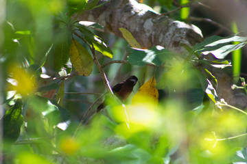 Pipira / Ramphocelus carbo