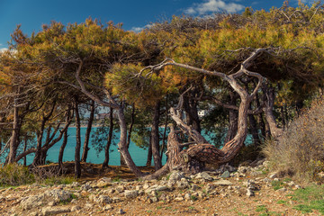 Coniferous Mediterranean Forest in Turkey