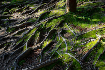 Roots of tree overgrown with green moss in forest 