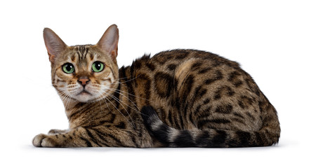 Pretty brown spotted female Bengal cat laying down side wards. Looking straight at lens with mesmerizing green eyes. Tail curled around body.
