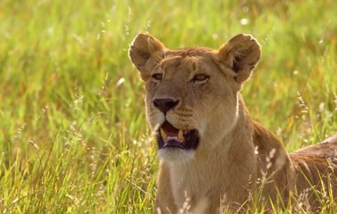 lioness in the grass