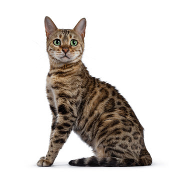 Pretty brown spotted female Bengal cat sitting side wards like Egyptian god. Looking straight at lens with mesmerizing green eyes. Tail curled around body.
