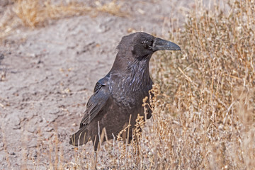 Fototapeta premium Common Raven in the Desert Grasses