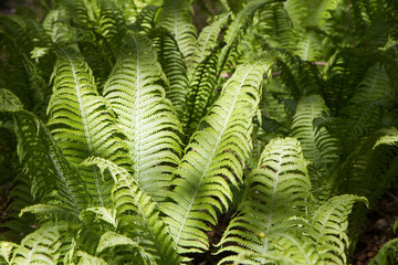 ferns in the forest