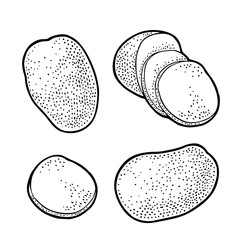 Potato whole and slice. Vector engraving vintage