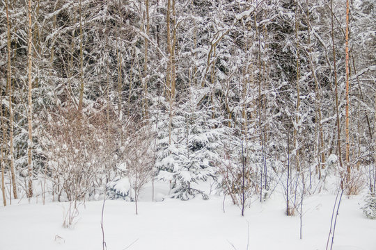 Winter landscape in the forest. Trees in the snow. Snow picture.