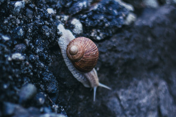 Snail in the rock