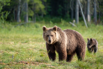 Plakat Large brown bear ursus arctos with cub in finnish taiga in front of boreal forest, Finland