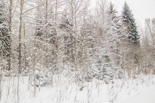 Winter landscape in the forest. Trees in the snow. Snow picture.