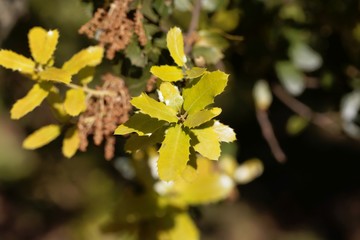 Fresh leaves of a kermes oak, Querqus coccifera
