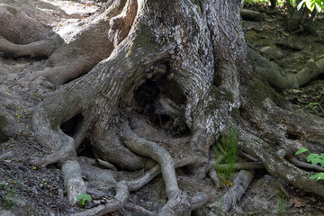 trunk of a tree