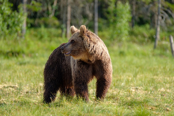 Fototapeta na wymiar Mighty large brown bear ursus arctos in finnish taiga in front of boreal forest, Finland