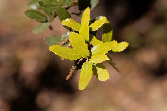 Fresh leaves of a kermes oak, Querqus coccifera
