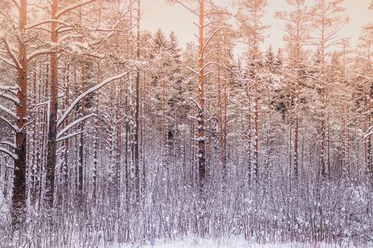 Winter landscape in the forest. Trees in the snow. Snow picture.