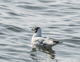 the Lake Gull  (River Gull, Common Gull) (Chroicocephalus ridibundus)