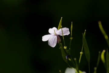Flower of a perennial honesty, Lunaria rediviva