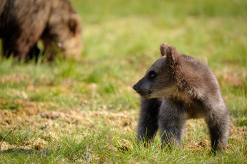 Little young brown bear cub ursus arctos in grass of taiga, Finland