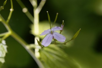 Flower of a perennial honesty, Lunaria rediviva