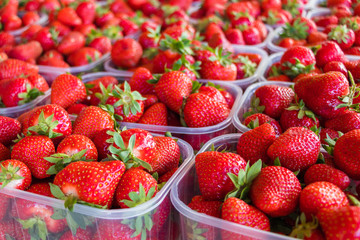 Close up of strawberries displayed in plastic boxes