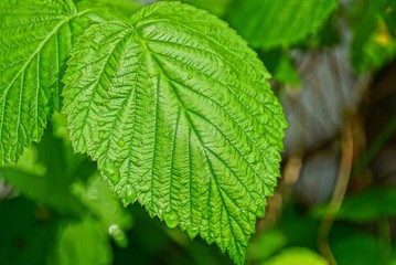 one big green wet raspberry leaf with water drops