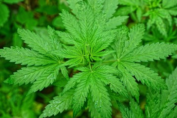 green marijuana bush with leaves growing in nature