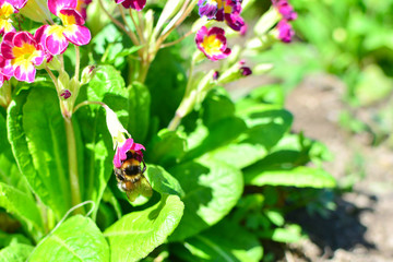 Bumblebee on a red flower among Flowers and green leaves. On flower nectar. Collect nectar.