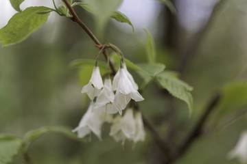 Flowers of a Carolina silverbell, Halesia carolina.