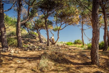 Fotobehang Chocoladebruin Coniferous Mediterranean Forest in Turkey  © PASTA DESIGN