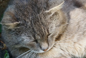 the head of one big gray cat sleeping on the street