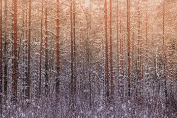 Fototapeta premium Winter landscape in the forest. Trees in the snow. Snow picture.