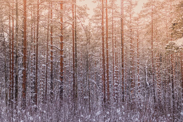 Fototapeta premium Winter landscape in the forest. Trees in the snow. Snow picture.