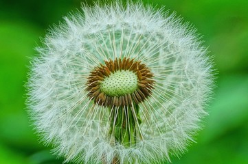  white old dandelion on a green background in the spring garden